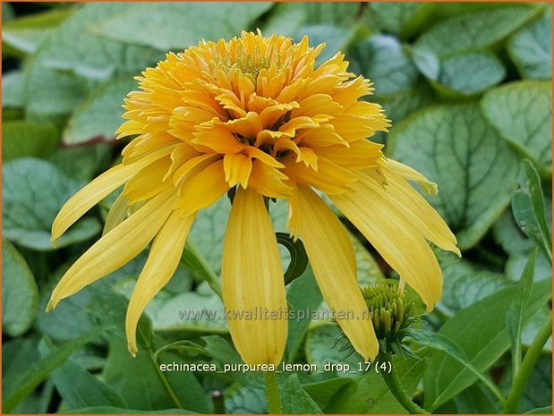 Echinacea purpurea 'Lemon Drop' | Rode Zonnehoed, Zonnehoed | Roter Sonnenhut