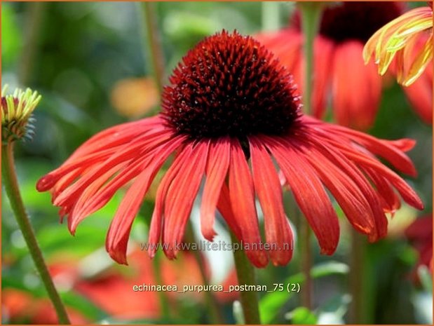 Echinacea purpurea 'Postman' | Rode Zonnehoed, Zonnehoed | Roter Sonnenhut