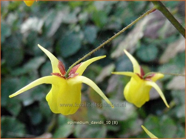 Epimedium davidii | Elfenbloem | Davidians Elfenblume