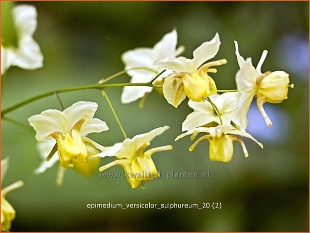 Epimedium versicolor 'Sulphureum' | Elfenbloem | Schwefelfarbige Elfenblume