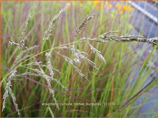 Eragrostis curvula 'Totnes Burgundy' | Liefdesgras | Schwachgekrümmtes Liebesgras