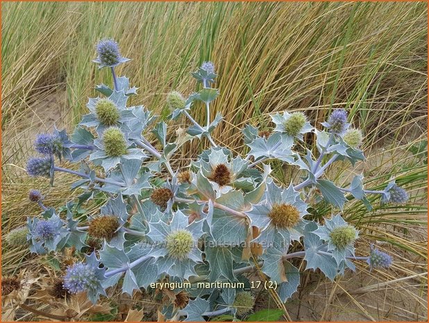 Eryngium maritimum | Blauwe zeedistel, Zeedistel, Kruisdistel | Strand-Mannstreu
