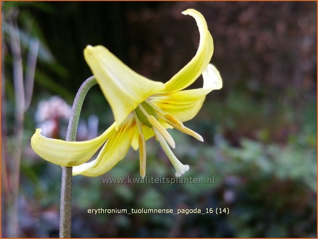 Erythronium 'Pagoda' | Hondstand | Stern-Hundszahn