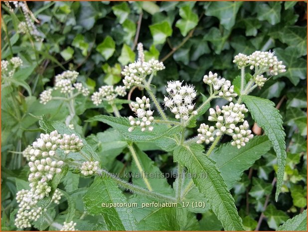 Eupatorium perfoliatum | Doorgroeid leverkruid, Waterhennep, Leverkruid | Durchwachsenblättriger Wasserdost