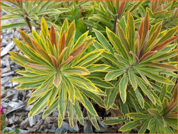 Euphorbia amygdaloides 'Ascott Rainbow' | Amandelwolfsmelk, Wolfsmelk | Mandelblättrige Wolfsmilch