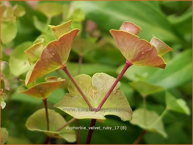 Euphorbia 'Velvet Ruby' | Wolfsmelk | Wolfsmilch