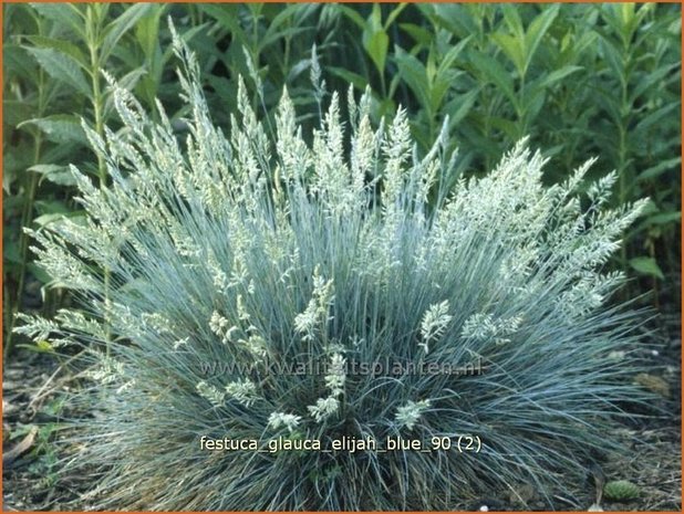 Festuca glauca 'Elijah Blue' | Blauw schapengras, Zwenkgras, Schapengras | Blauschwingel