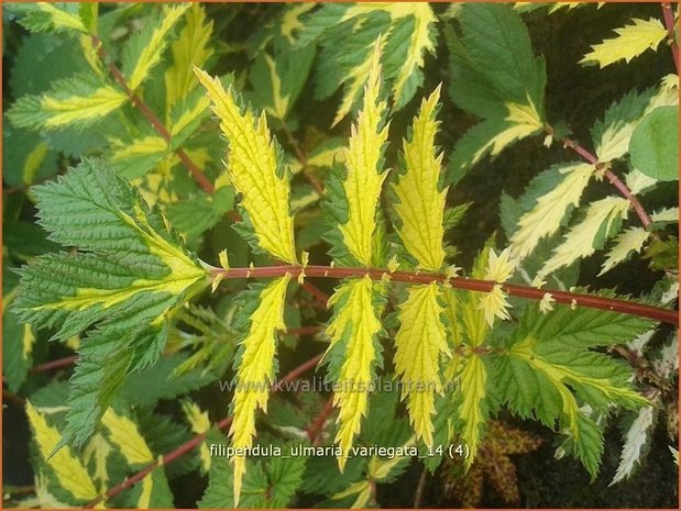 Filipendula ulmaria 'Variegata' | Moerasspirea, Spirea | Sumpf-Mädesüß