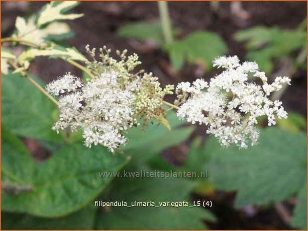 Filipendula ulmaria 'Variegata' | Moerasspirea, Spirea | Sumpf-Mädesüß