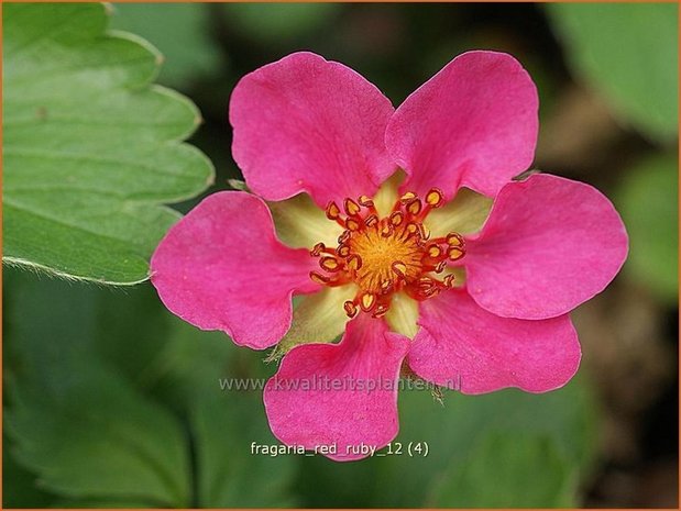 Fragaria 'Red Ruby' | Aardbei | Erdbeere