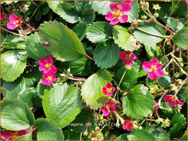 Fragaria 'Red Ruby' | Aardbei | Erdbeere