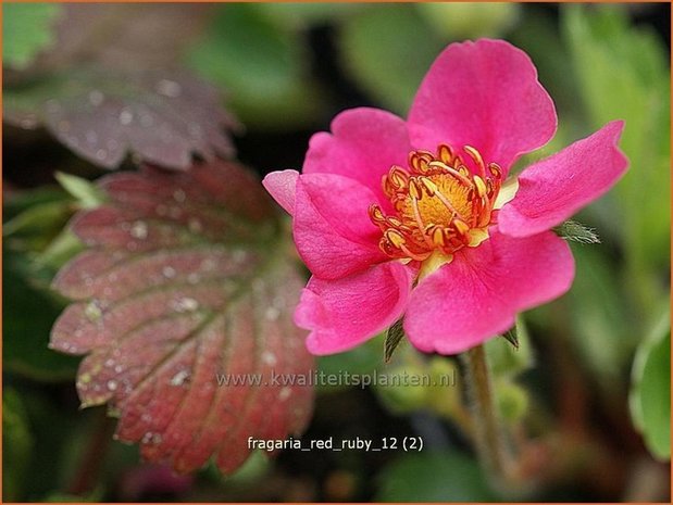 Fragaria 'Red Ruby' | Aardbei | Erdbeere