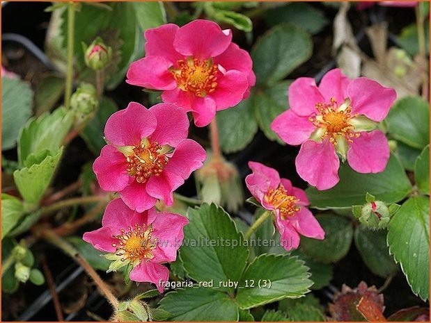 Fragaria 'Red Ruby' | Aardbei | Erdbeere