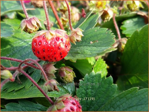 Fragaria 'Red Ruby' | Aardbei | Erdbeere