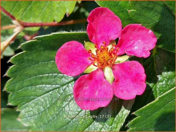 Fragaria 'Red Ruby' | Aardbei | Erdbeere