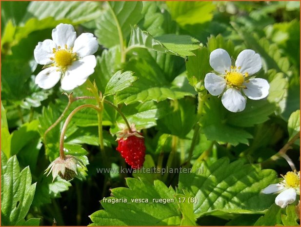 Fragaria vesca 'Rügen' | Bosaardbei, Aardbei | Walderdbeere