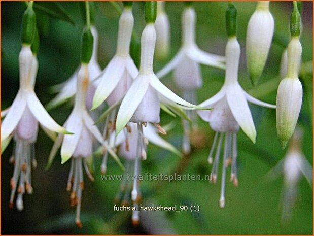 Fuchsia 'Hawkshead' | Bellenplant, Tuinfuchsia, Fuchsia | Fuchsie