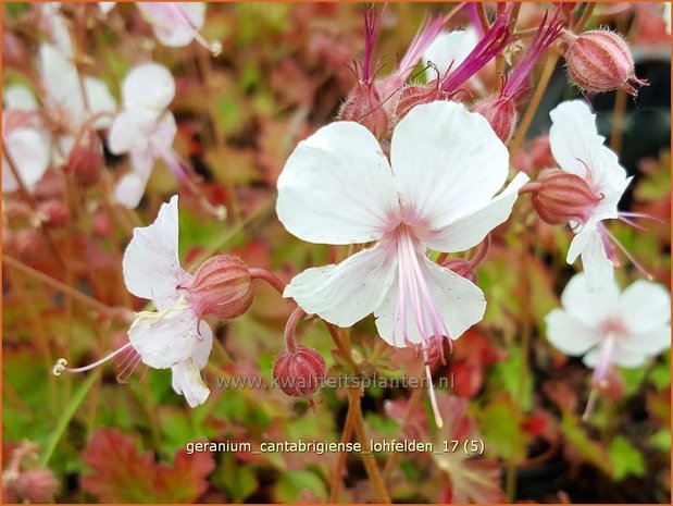 Geranium cantabrigiense 'Lohfelden' | Ooievaarsbek, Tuingeranium | Cambridge-Storchschnabel