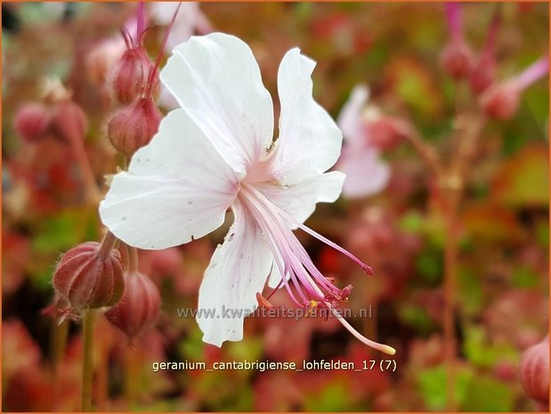 Geranium cantabrigiense 'Lohfelden' | Ooievaarsbek, Tuingeranium | Cambridge-Storchschnabel