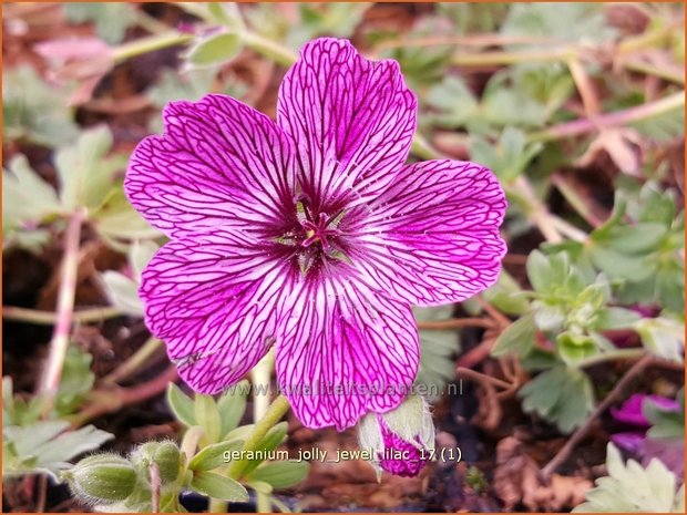 Geranium 'Jolly Jewel Lilac' | Ooievaarsbek, Tuingeranium | Storchschnabel