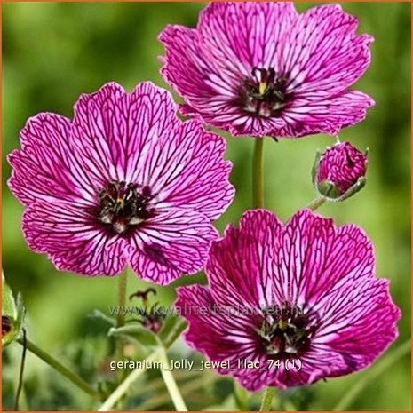 Geranium 'Jolly Jewel Lilac' | Ooievaarsbek, Tuingeranium | Storchschnabel
