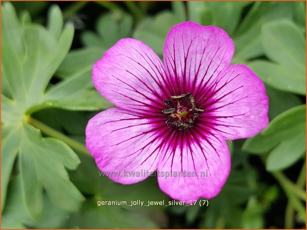 Geranium 'Jolly Jewel Silver' | Ooievaarsbek, Tuingeranium | Storchschnabel