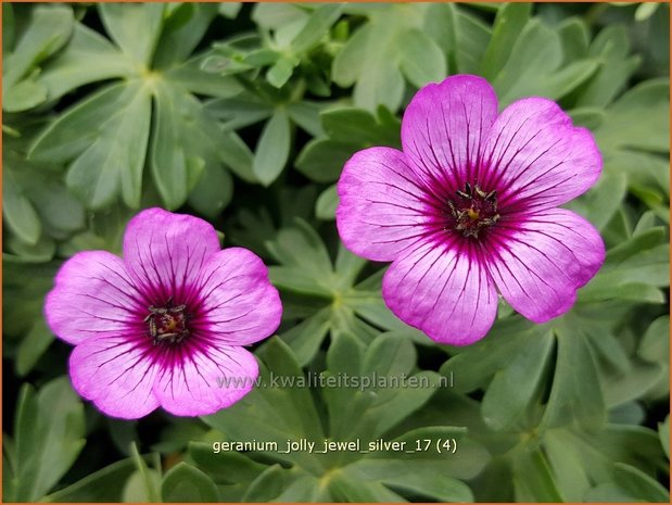 Geranium 'Jolly Jewel Silver' | Ooievaarsbek, Tuingeranium | Storchschnabel