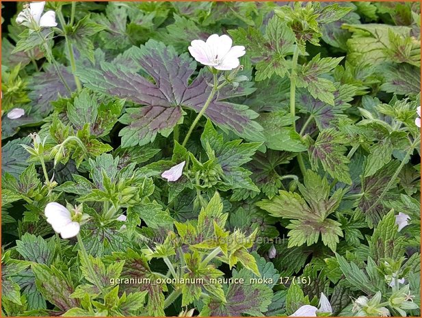 Geranium oxonianum 'Maurice Moka' | Ooievaarsbek, Tuingeranium | Oxford-Storchschnabel