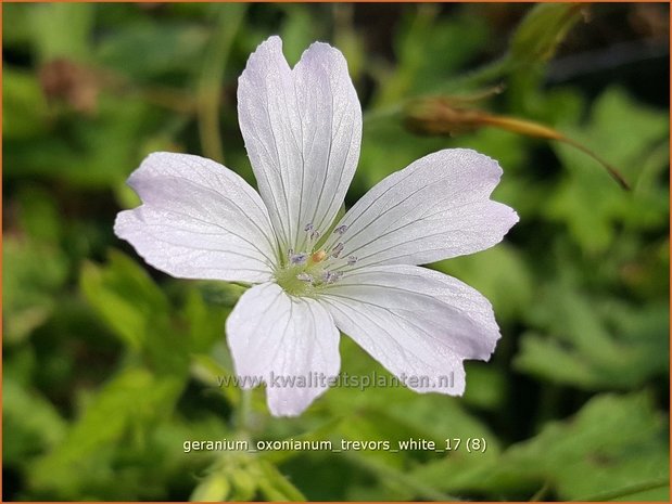 Geranium oxonianum 'Trevor's White' | Ooievaarsbek, Tuingeranium | Oxford-Storchschnabel
