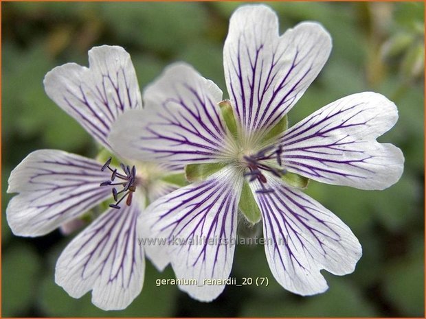 Geranium renardii | Ooievaarsbek, Tuingeranium | Kaukasus-Storchschnabel