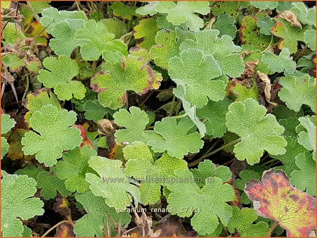 Geranium renardii | Ooievaarsbek, Tuingeranium | Kaukasus-Storchschnabel