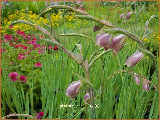 Gladiolus papilio | Vlindergladiool | Schmetterlings-Gladiole