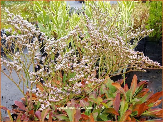 Goniolimon tataricum | Statice | Statice