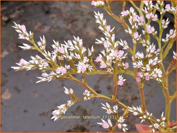 Goniolimon tataricum | Statice | Statice