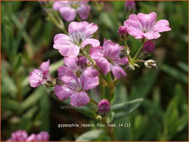 Gypsophila repens 'Filou Rose' | Kruipend gipskruid, Gipskruid | Polster-Schleierkraut