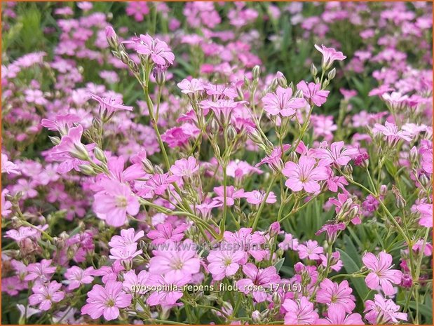 Gypsophila repens 'Filou Rose' | Kruipend gipskruid, Gipskruid | Polster-Schleierkraut