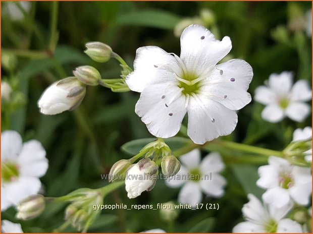 Gypsophila repens 'Filou White' | Kruipend gipskruid, Gipskruid | Kriechendes Schleierkraut