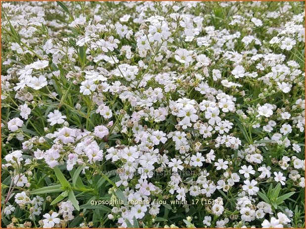 Gypsophila repens 'Filou White' | Kruipend gipskruid, Gipskruid | Kriechendes Schleierkraut