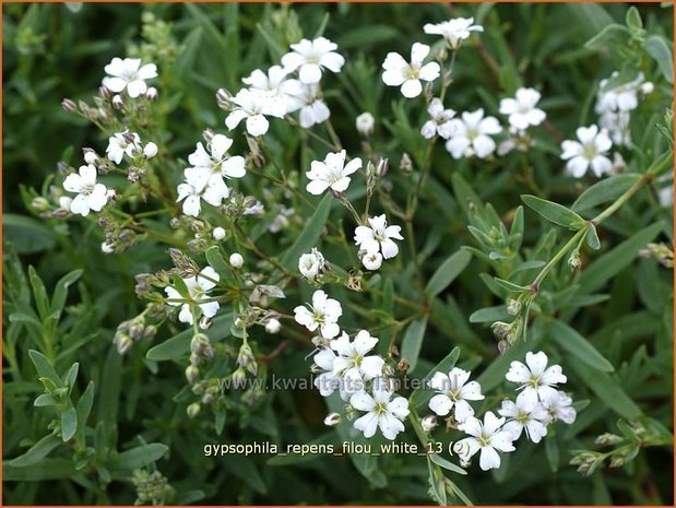 Gypsophila repens 'Filou White' | Kruipend gipskruid, Gipskruid | Kriechendes Schleierkraut