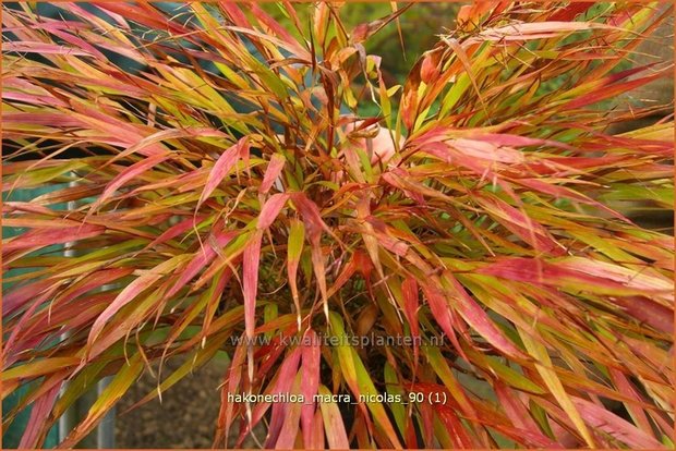 Hakonechloa macra 'Nicolas' | Japans bosgras, Japans siergras | Berggras