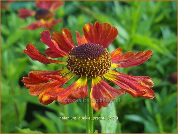 Helenium 'Dunkle Pracht' | Zonnekruid | Sonnenbraut | Helen's Flower