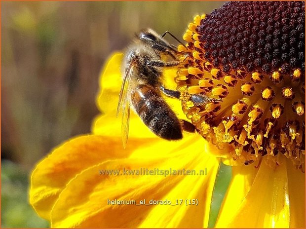 Helenium 'El Dorado' | Zonnekruid | Sonnenbraut