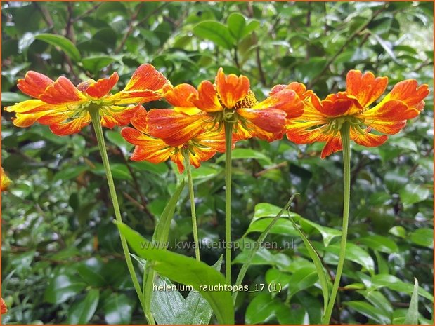 Helenium 'Rauchtopas' | Zonnekruid | Sonnenbraut