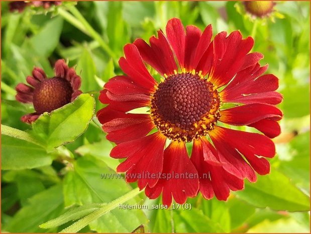 Helenium 'Salsa' | Zonnekruid | Sonnenbraut