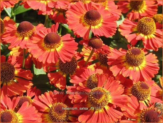 Helenium 'Salsa' | Zonnekruid | Sonnenbraut