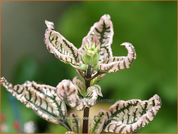 Heliopsis helianthoides 'Summer Pink' | Zonneoog | Gewöhnliches Sonnenauge