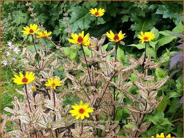 Heliopsis helianthoides 'Summer Pink' | Zonneoog | Gewöhnliches Sonnenauge