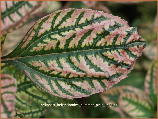 Heliopsis helianthoides 'Summer Pink' | Zonneoog | Gewöhnliches Sonnenauge