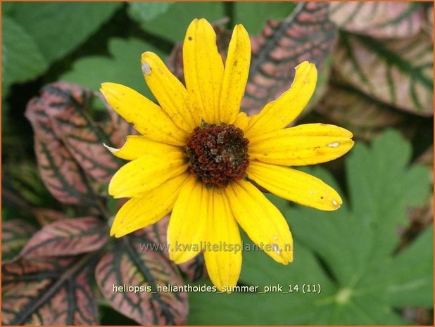 Heliopsis helianthoides 'Summer Pink' | Zonneoog | Gewöhnliches Sonnenauge