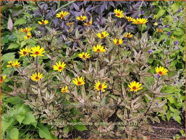 Heliopsis helianthoides 'Summer Pink' | Zonneoog | Gewöhnliches Sonnenauge